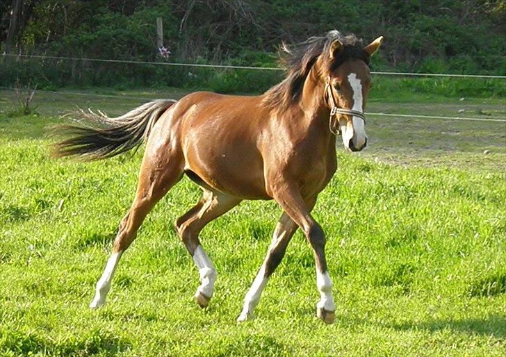 DSP Fredbo´s Rondo Royal<3 billede 27