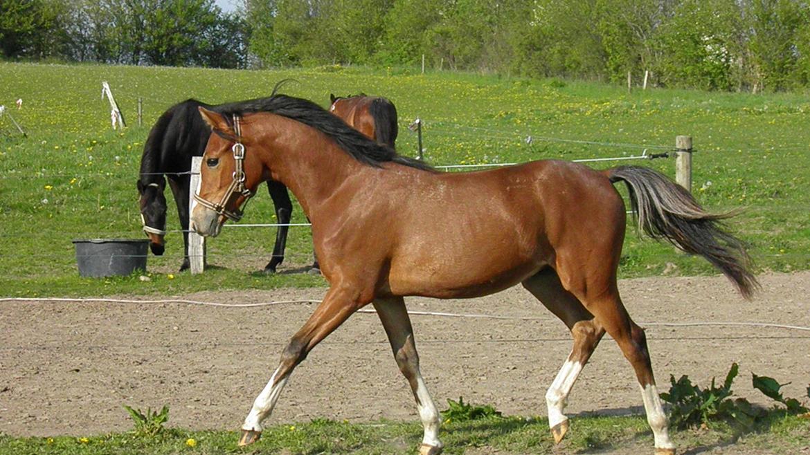 DSP Fredbo´s Rondo Royal<3 billede 17