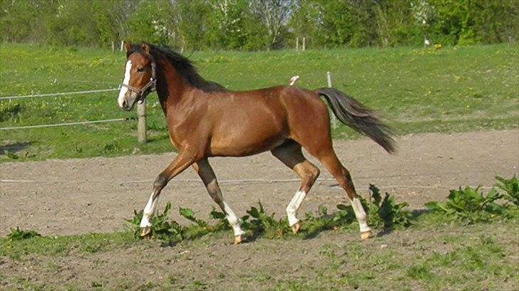 DSP Fredbo´s Rondo Royal<3 billede 25