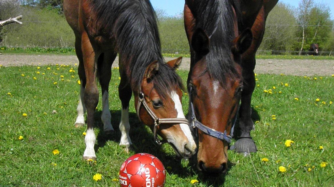 Dansk Varmblod Fredbo's Accord billede 9