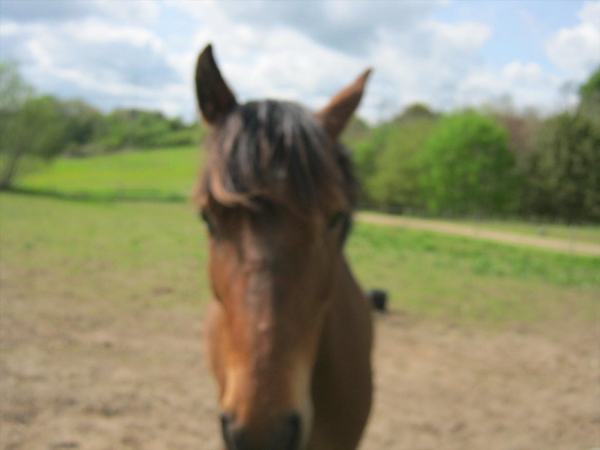 Anden særlig race Quick Brown Lady Z - Smukke pony billede 14