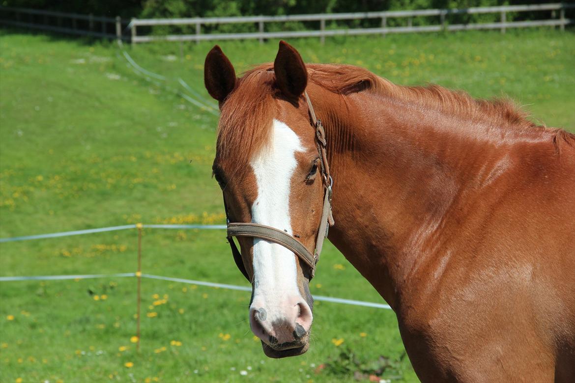 DSP • Times Chantel • B-pony - Nyder græsset - Maj 2012 billede 10