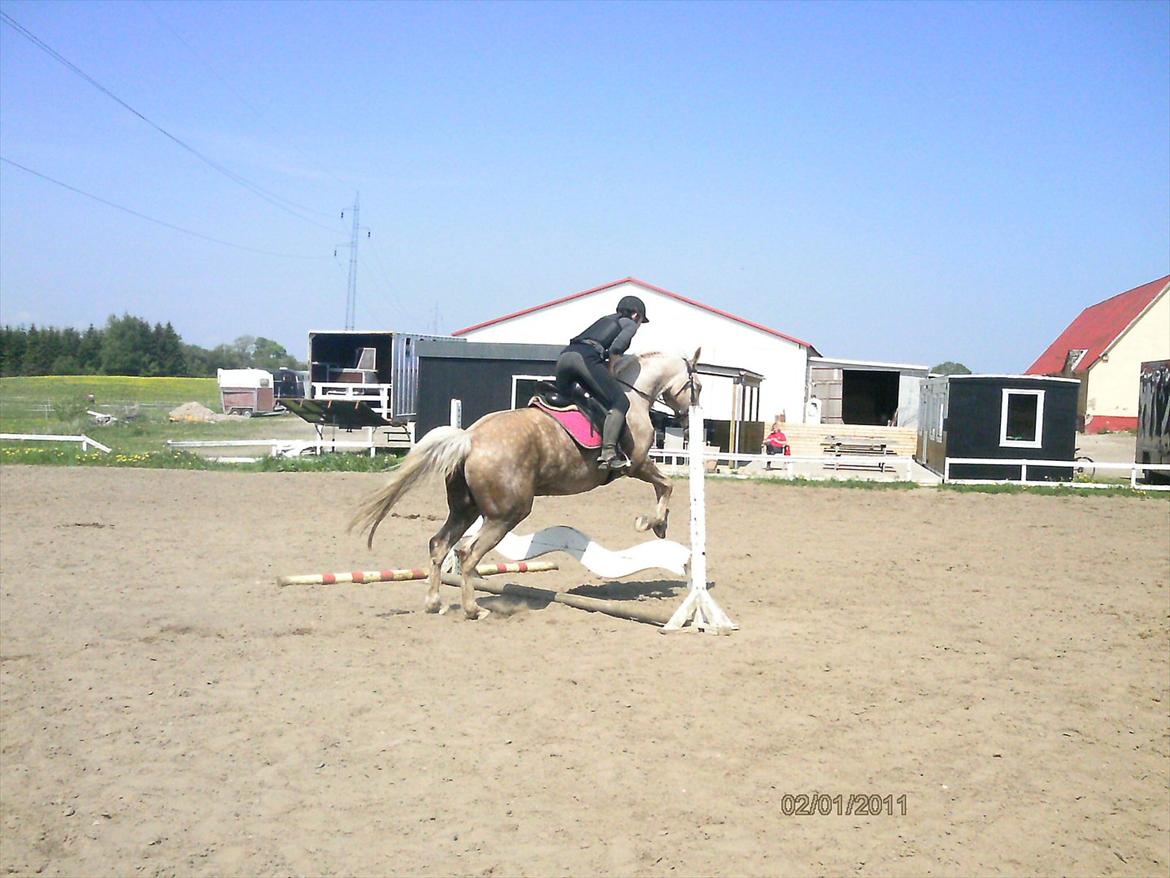 Palomino Frønsen - du er så dyrgit selv om du er dressur hest :) billede 9