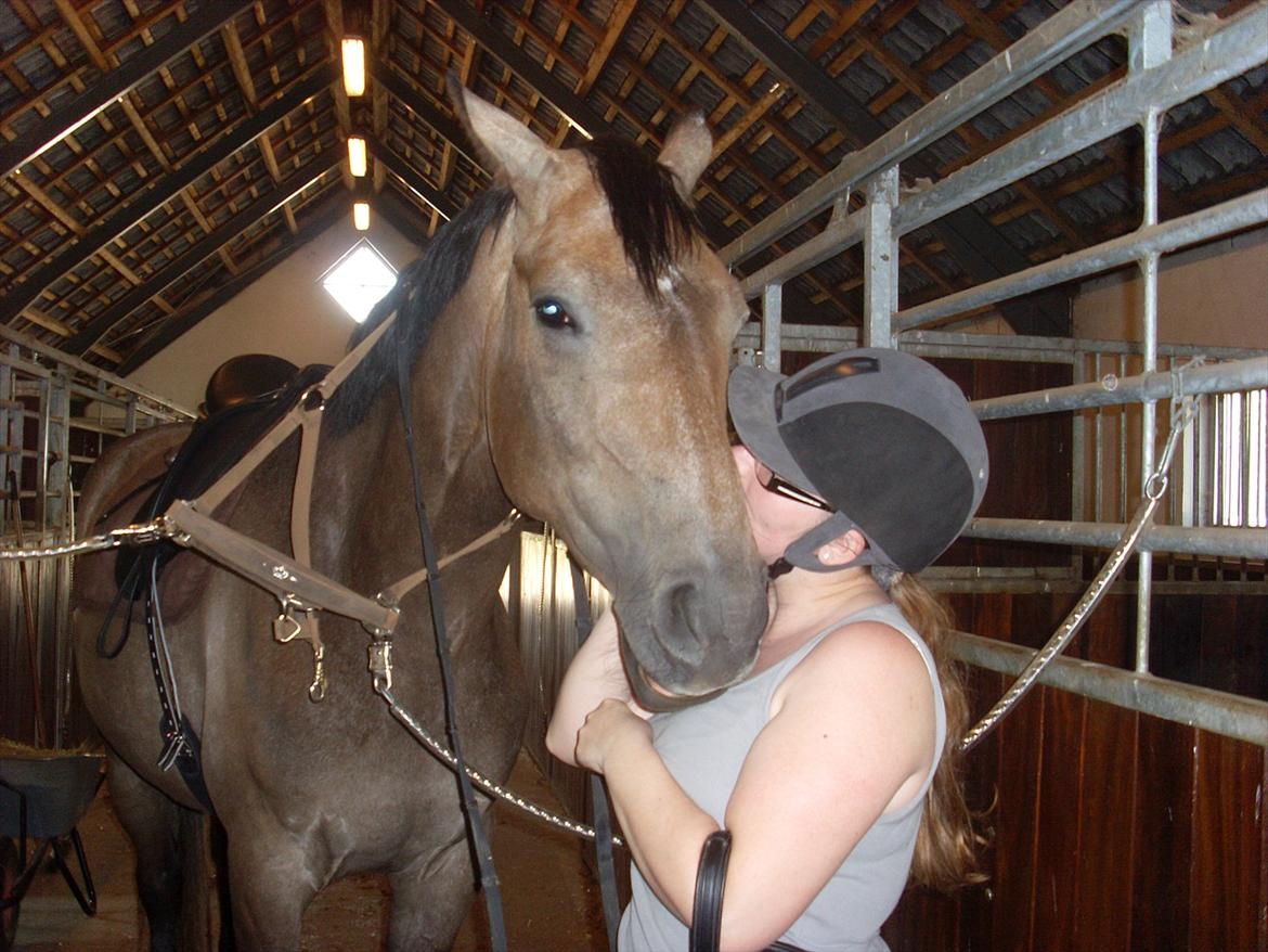 Trakehner Ferrero billede 9