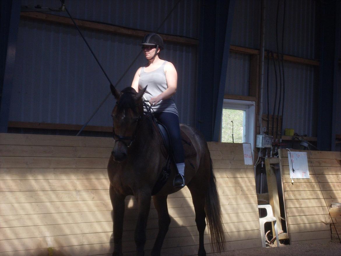 Trakehner Ferrero billede 11