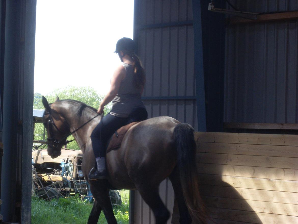 Trakehner Ferrero billede 12