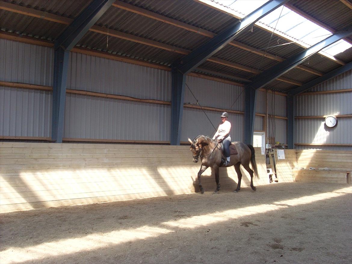 Trakehner Ferrero billede 13