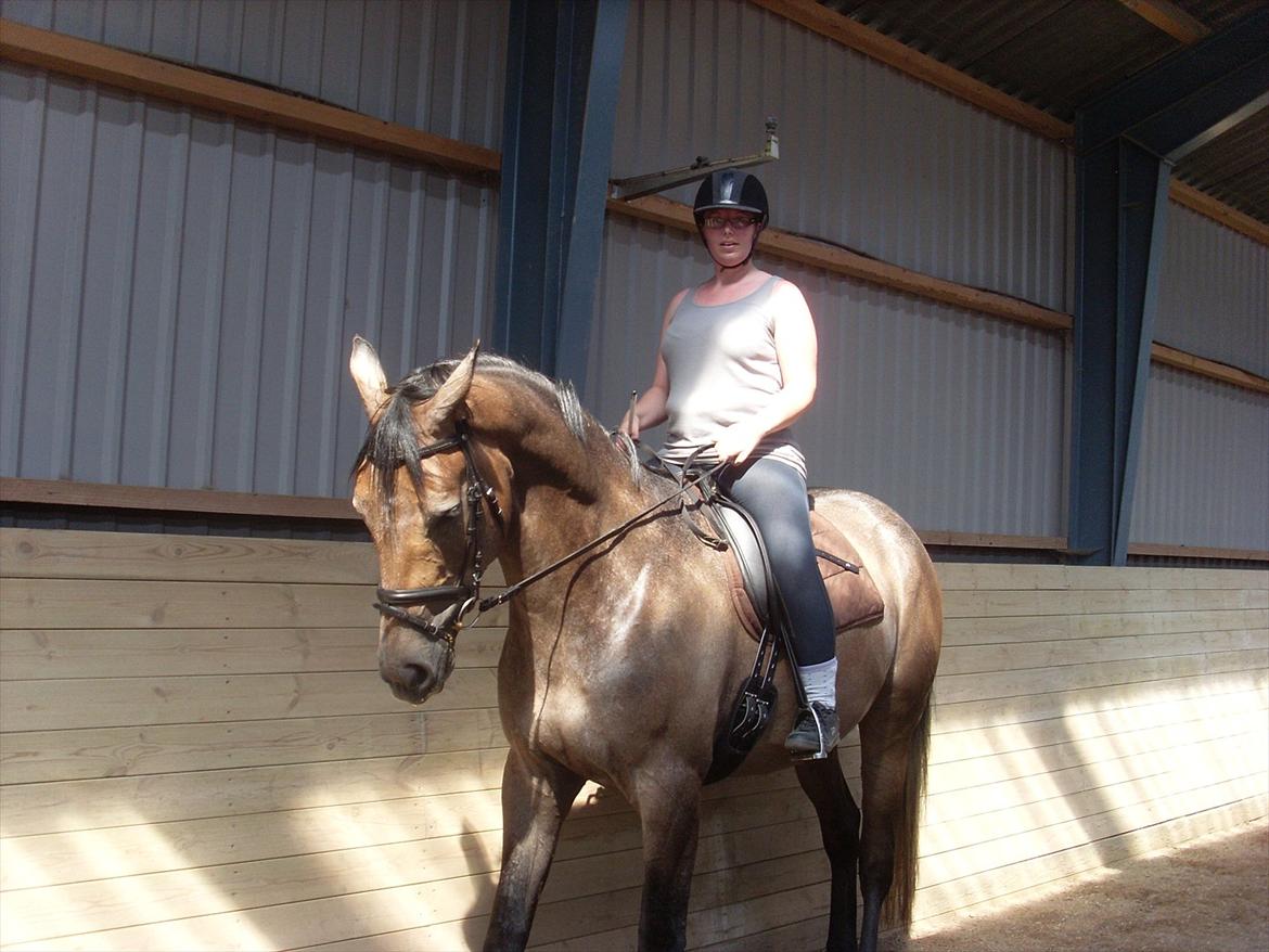 Trakehner Ferrero billede 14