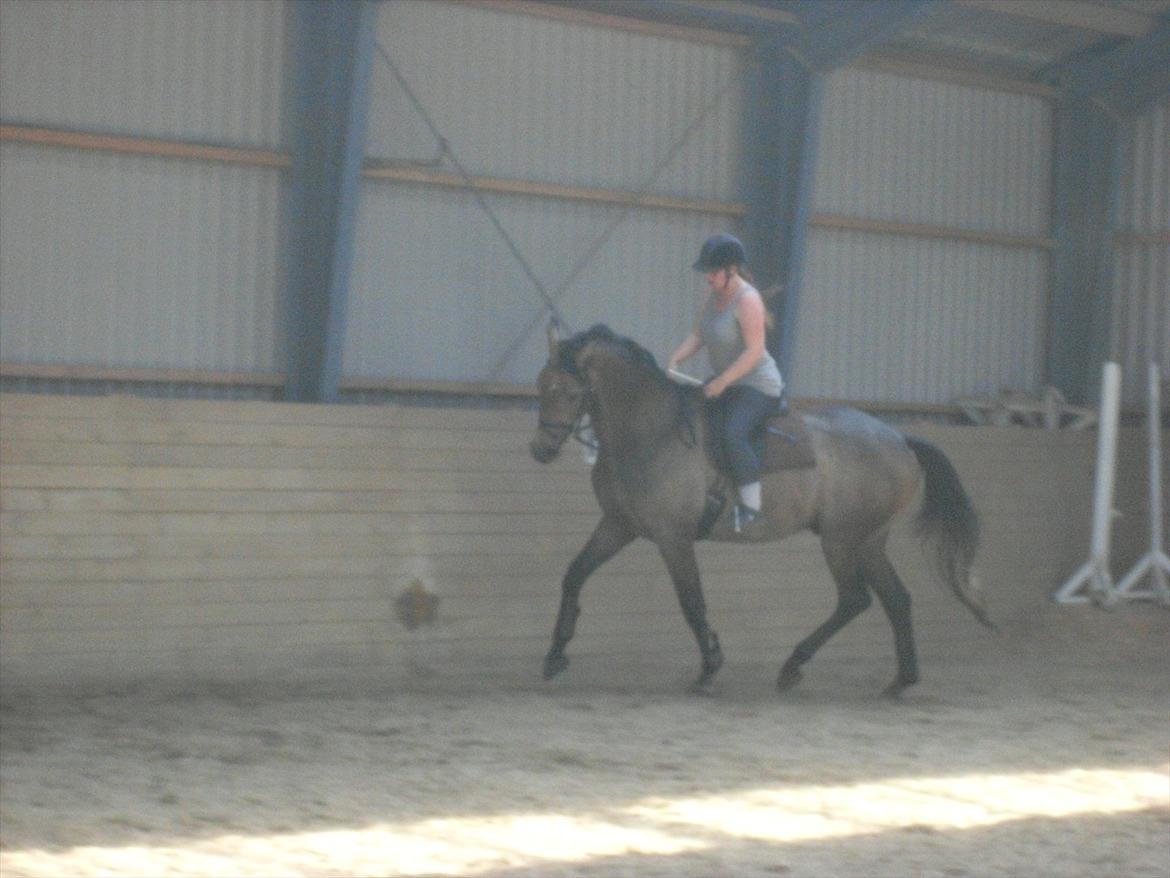Trakehner Ferrero billede 15
