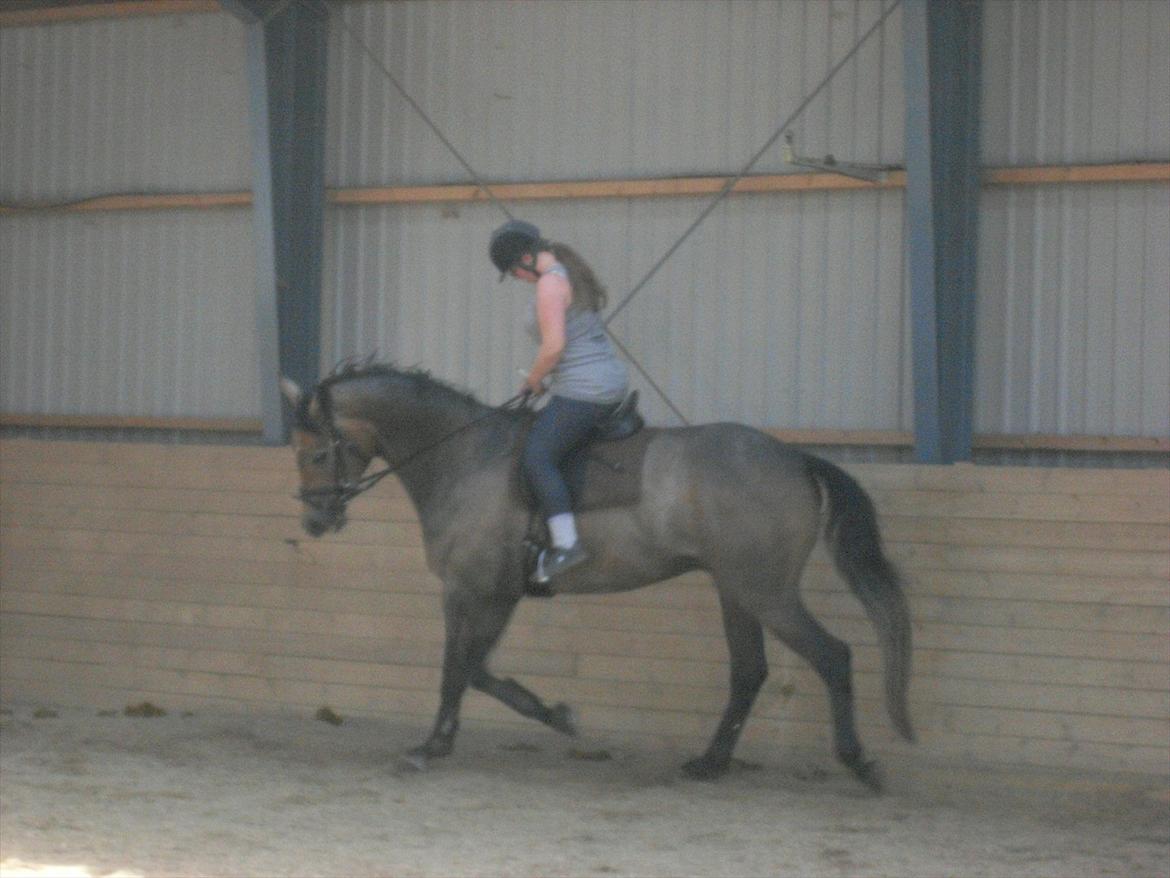 Trakehner Ferrero billede 16