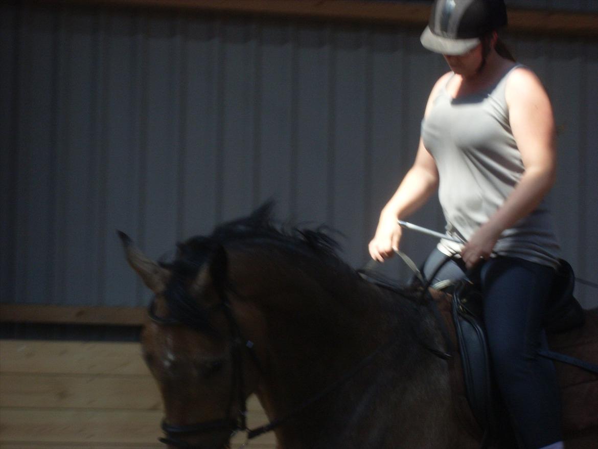 Trakehner Ferrero billede 17