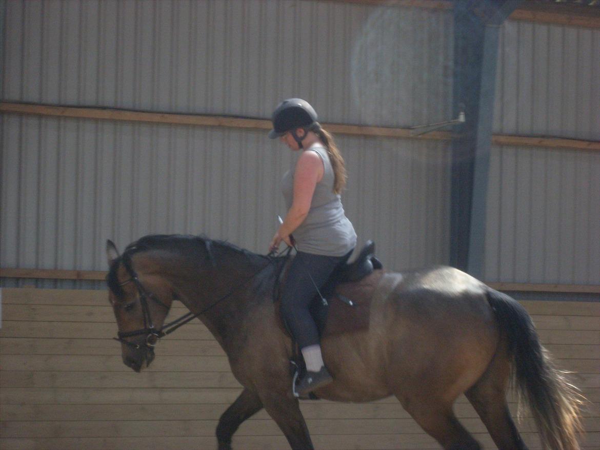 Trakehner Ferrero billede 18
