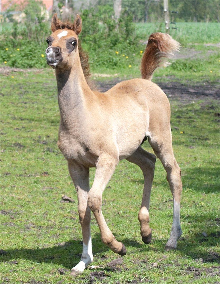 Arabisk fuldblod (OX) EA Dimetri´s Destination billede 17