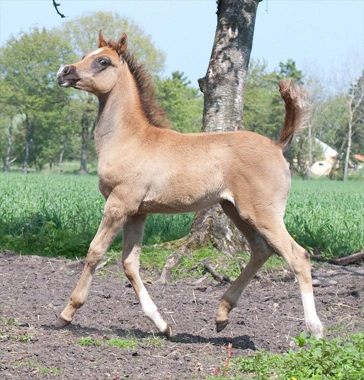 Arabisk fuldblod (OX) EA Dimetri´s Destination billede 18