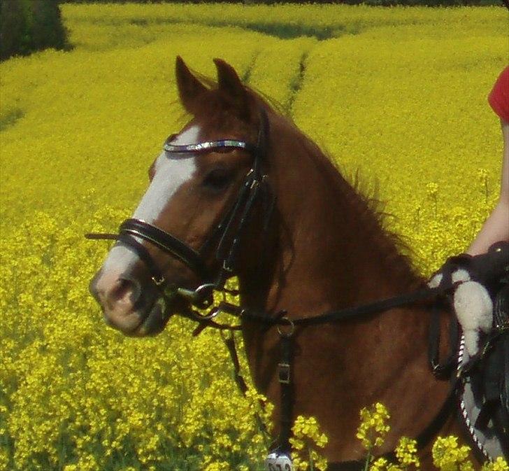 New Forest Snoepie (Lama) - Summer 2012!<3 billede 1