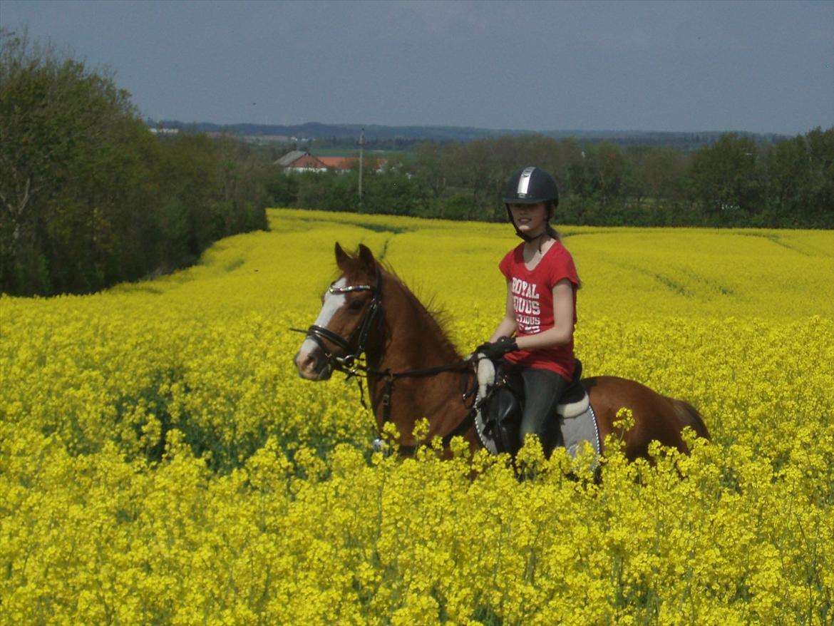 New Forest Snoepie (Lama) billede 14