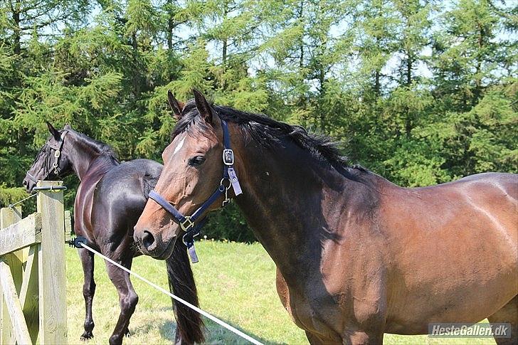 Holstener Cypresgårdens Coriane - Velkommen til Corianes profil :))
Foto: Nadja Uhrenfeldt - Maj 2012.  billede 4