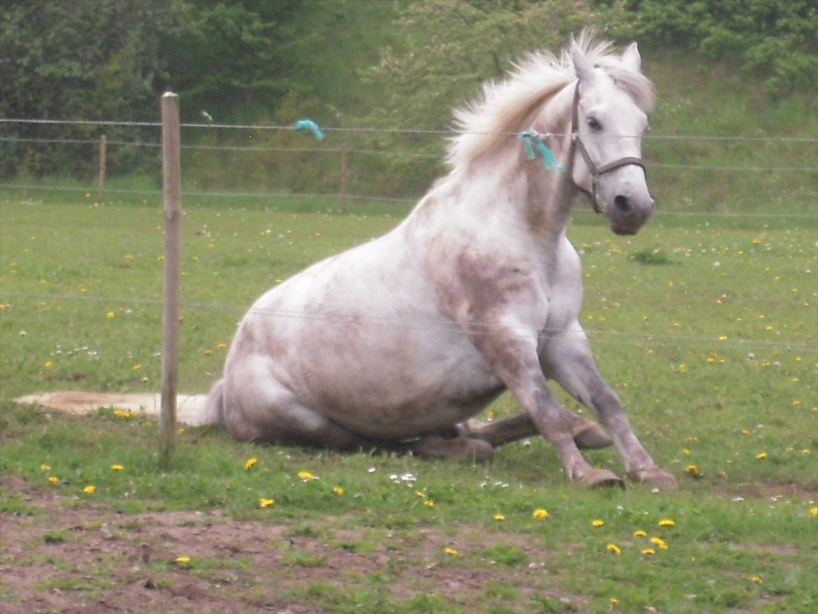Dansk Varmblod Potano stenlykke billede 1