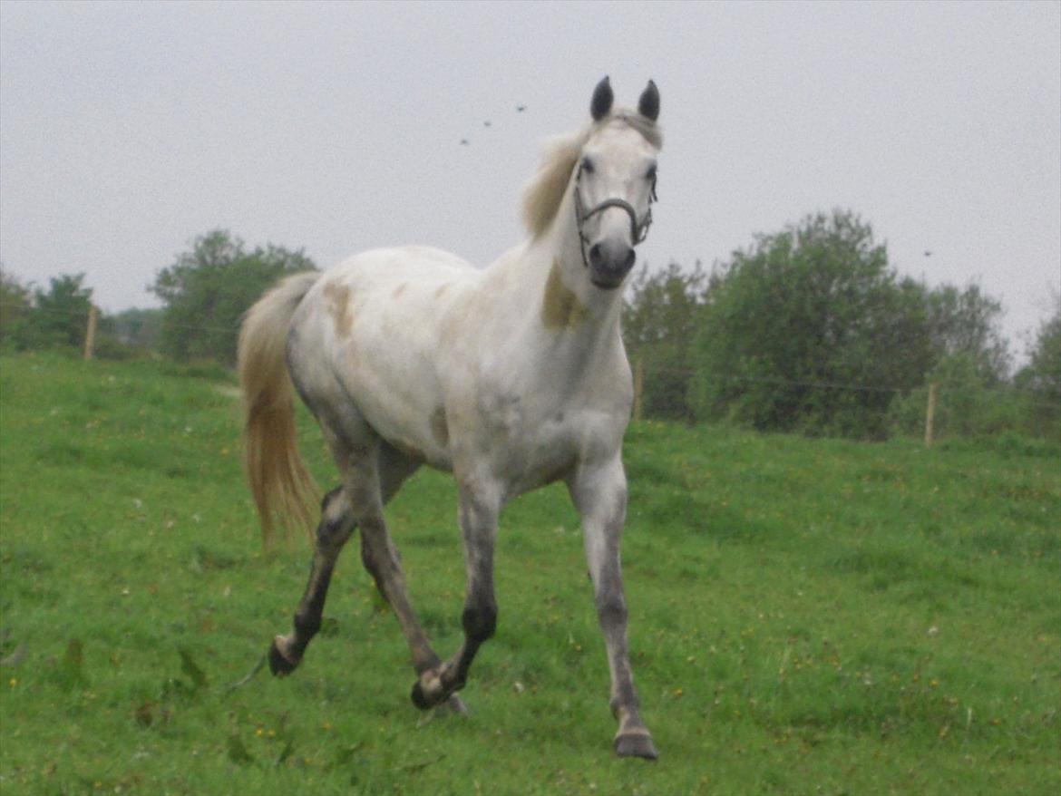 Dansk Varmblod Potano stenlykke billede 2
