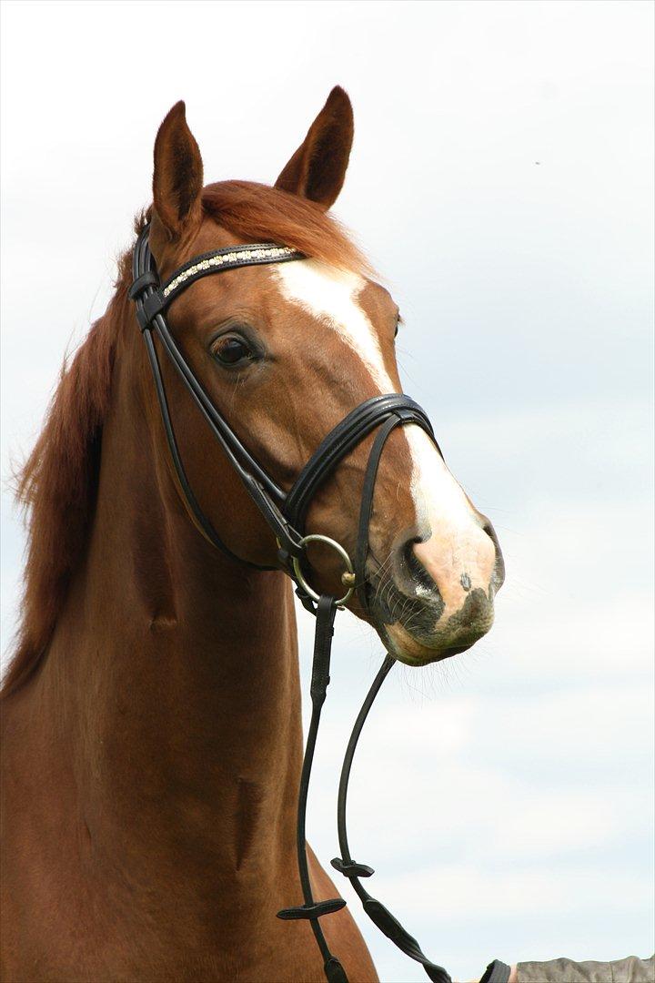 Dansk Varmblod Don Crusador II - I have died everyday waiting for you 
Darling don't be afraid I have loved you 
For a thousand years 
I love you for a thousand more
 billede 8