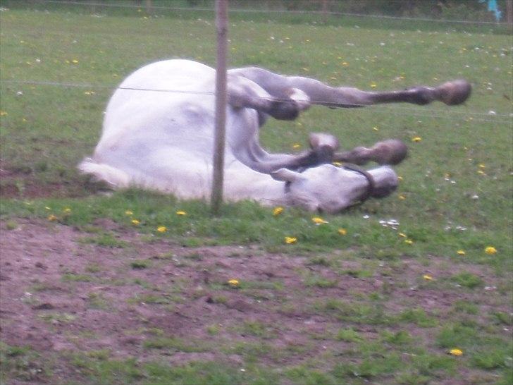 Dansk Varmblod Potano stenlykke billede 3