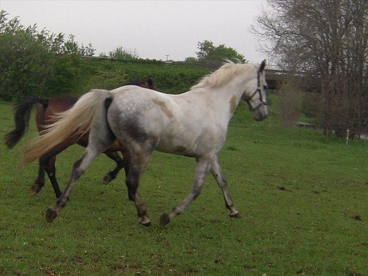 Dansk Varmblod Potano stenlykke billede 4