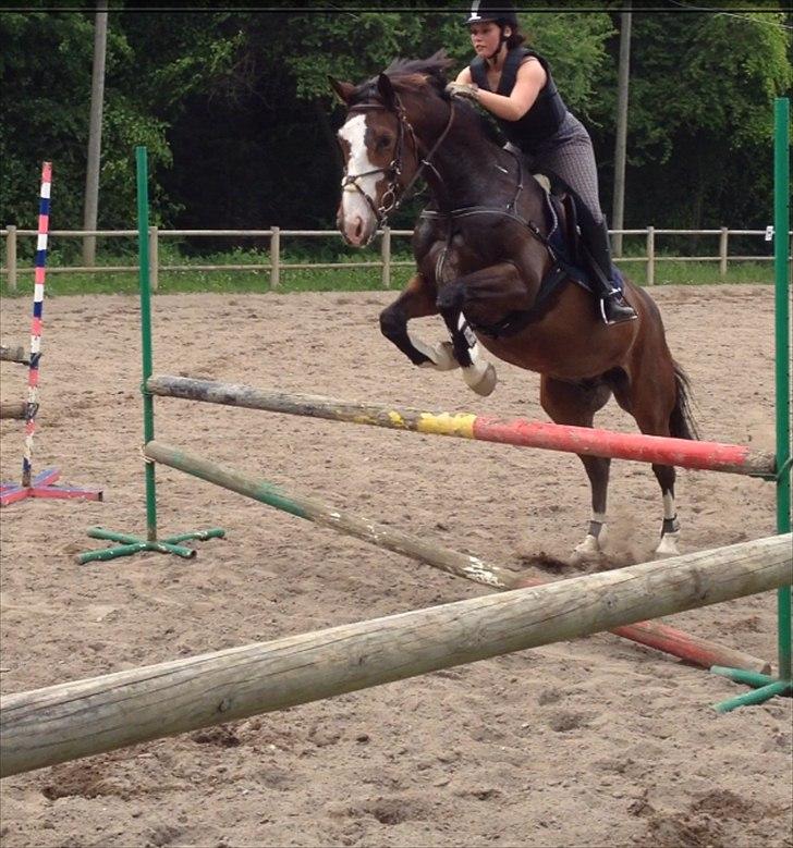 Dansk Varmblod Duelundgårds McKinney billede 4