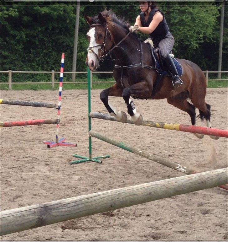 Dansk Varmblod Duelundgårds McKinney billede 14