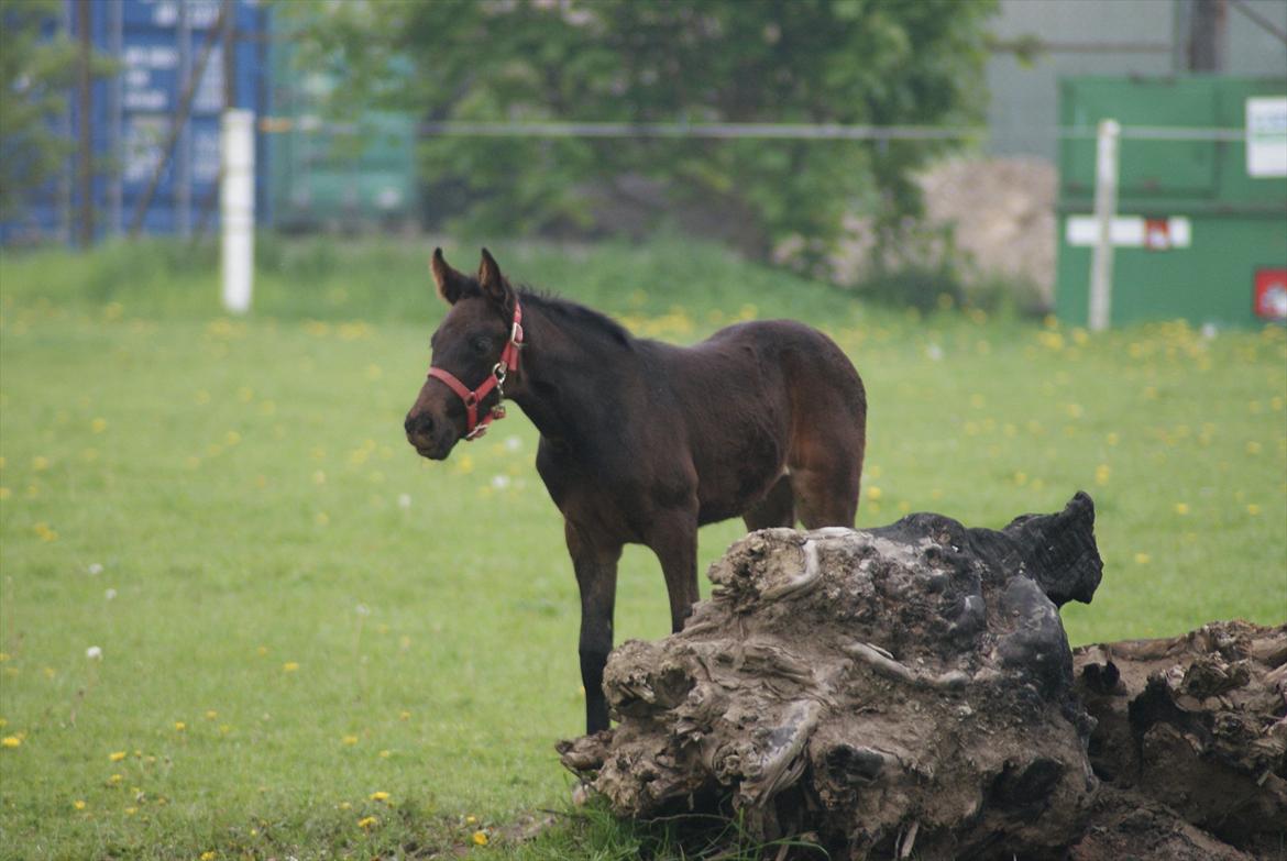 Traver Walkabout - Her er Walkabout 1 måned gammel billede 11