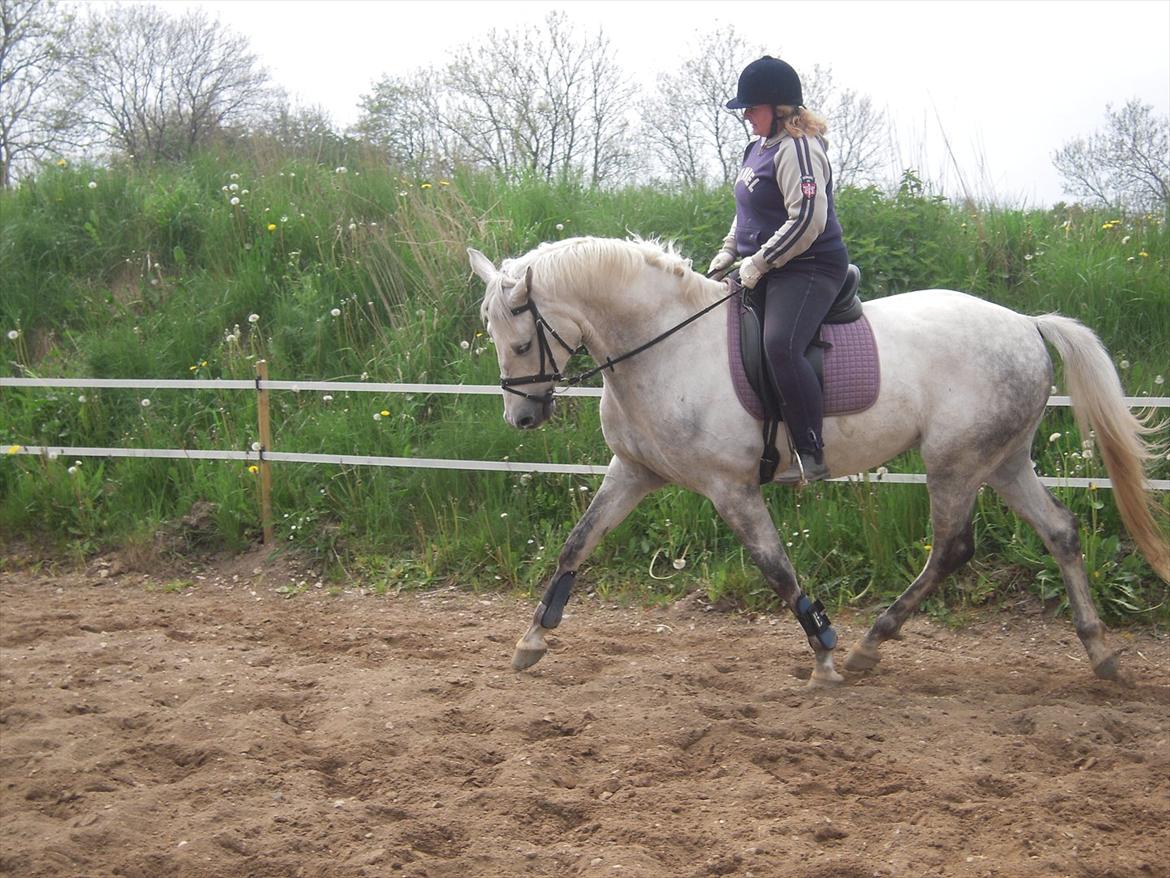 Dansk Varmblod Potano stenlykke billede 5