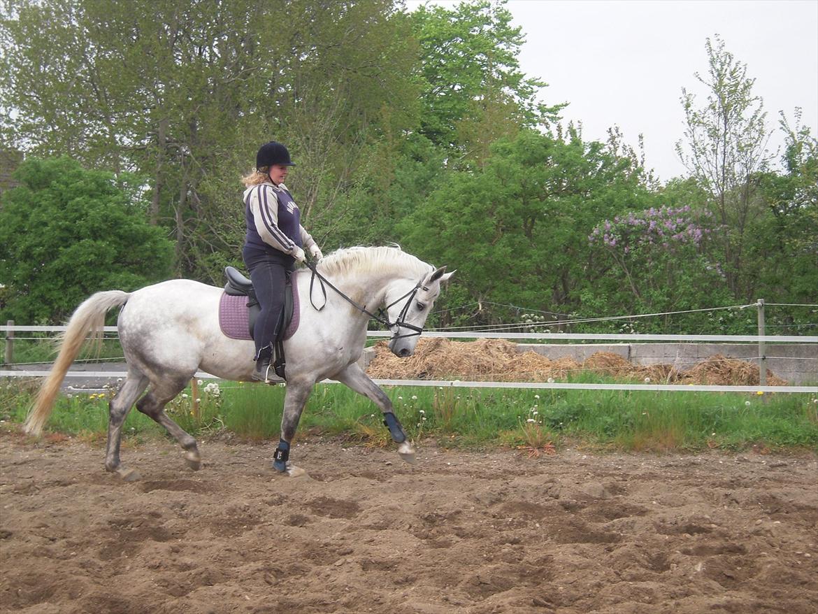 Dansk Varmblod Potano stenlykke billede 6