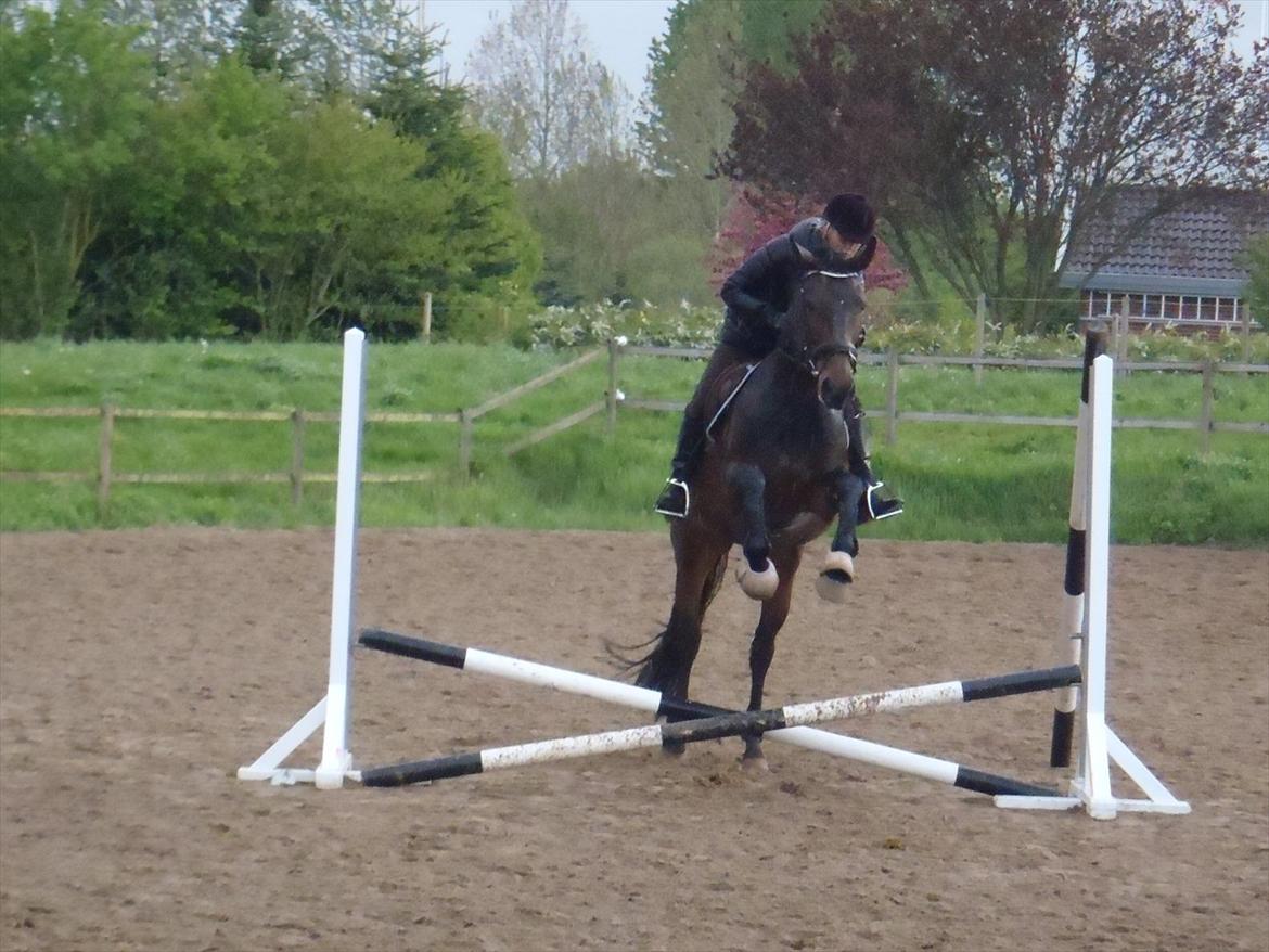 Holstener Medusa - Første springtime, onsdag d. 16 maj 2012. :) billede 14