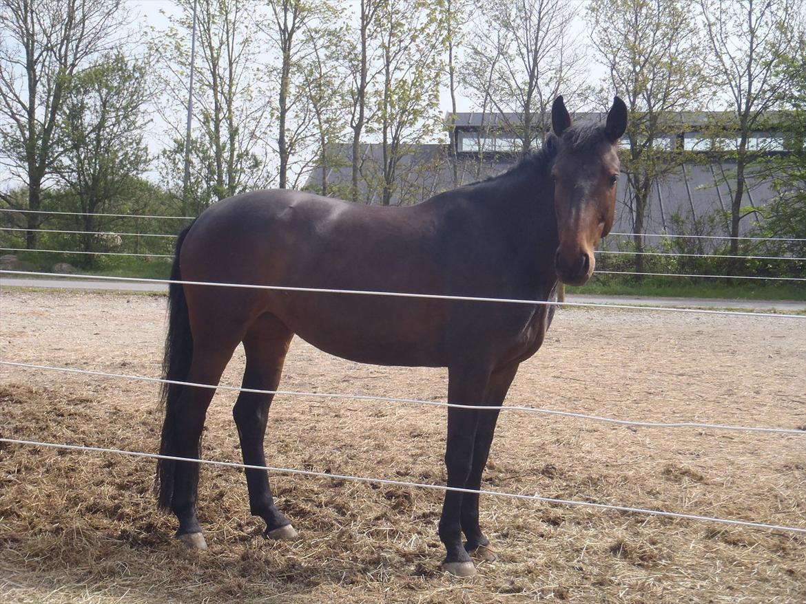 Holstener Medusa - Min smukke pige! :) 19. maj 2012. billede 15