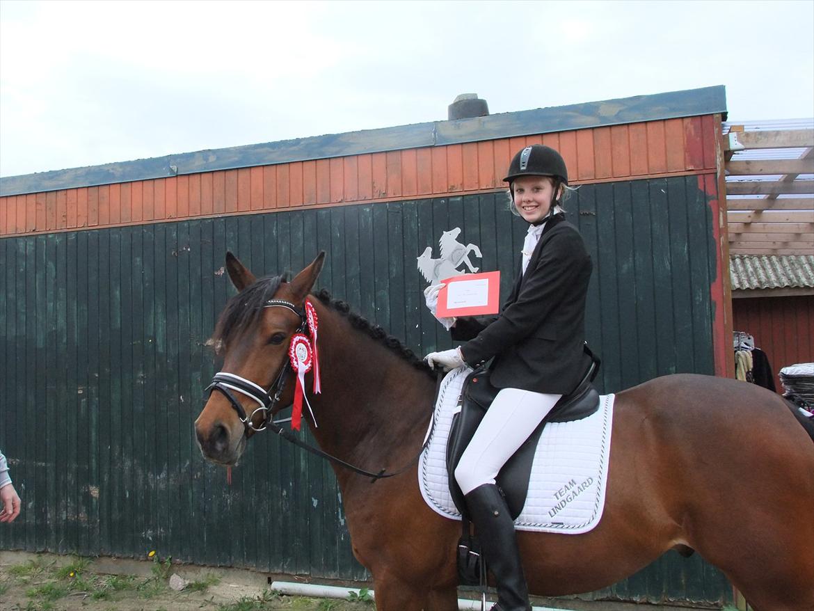 Anden særlig race Alonso - 2 røde rosetter, 2 platter og 600kr. billede 15