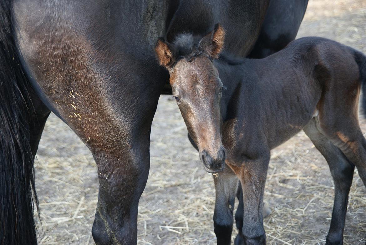 Traver Walkabout - Walkabout 7 timer gammel den 25 april 2011 billede 7