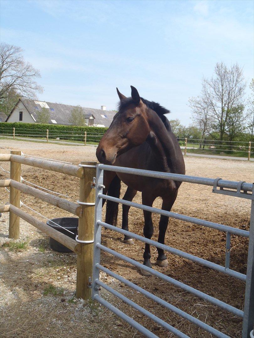 Holstener Medusa - Smukke Medusa leger foldbums :) billede 16