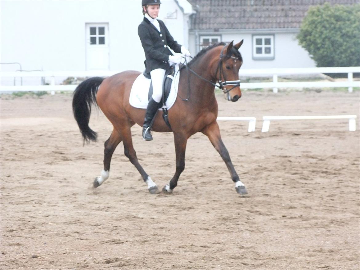 Anden særlig race Alonso billede 16