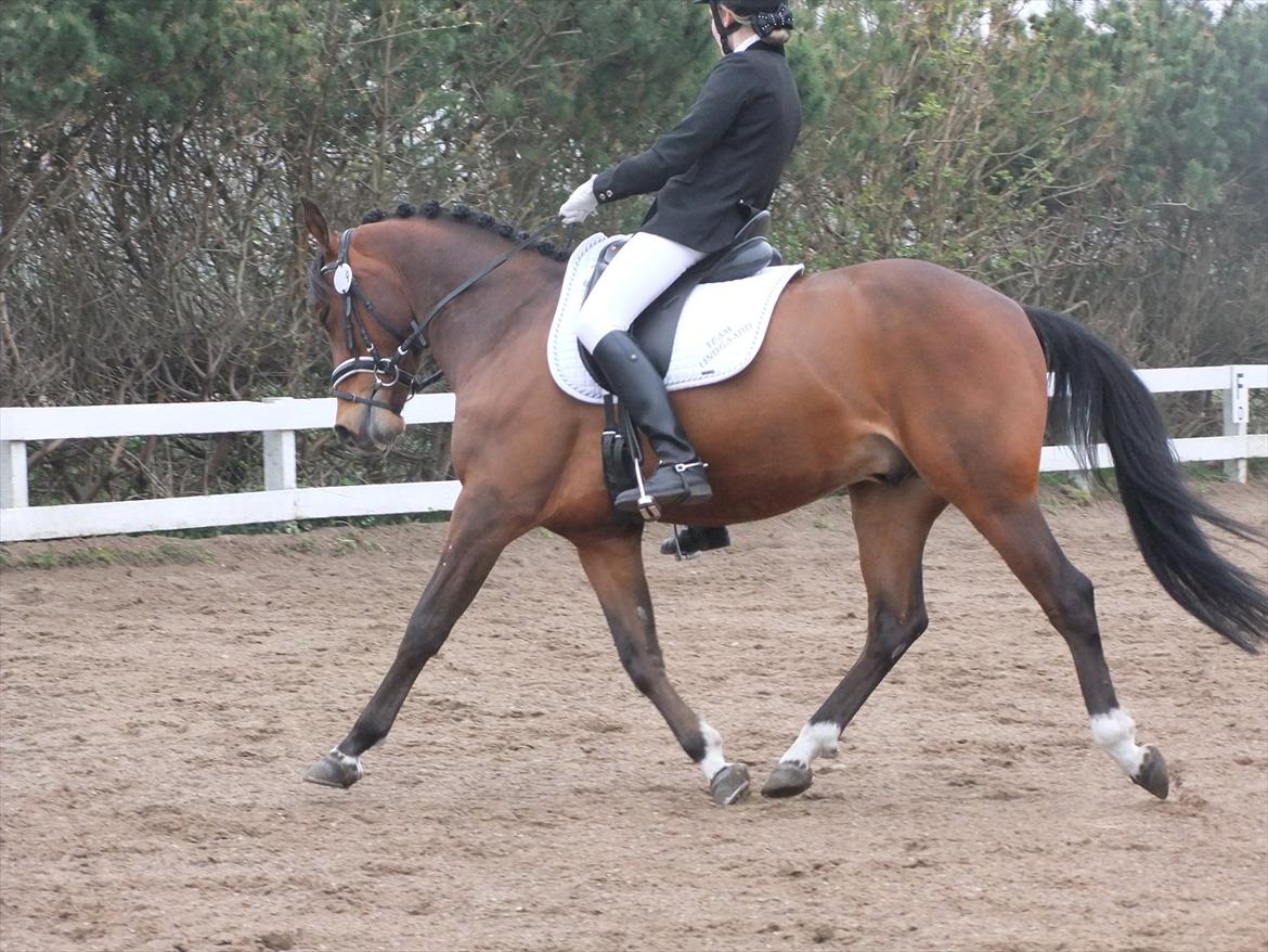 Anden særlig race Alonso billede 17