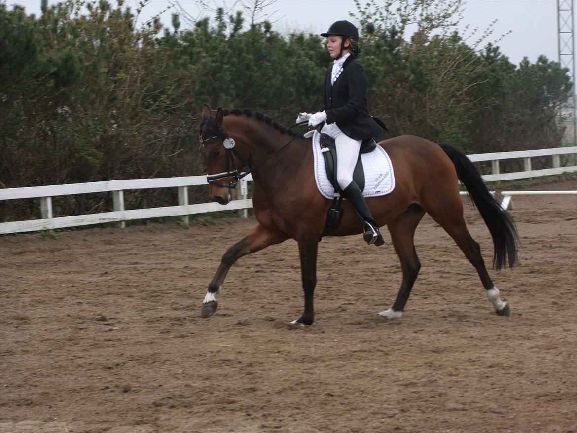 Anden særlig race Alonso - Klub stævne i DOR billede 18