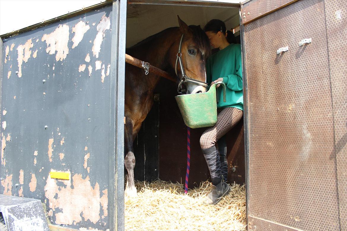 Welsh Cob (sec D) Menai Merci - Lidt mad da man kom op i trailer  billede 8