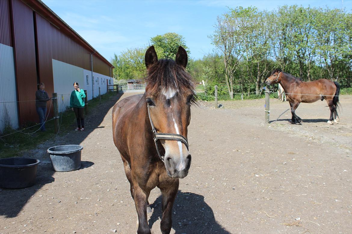 Welsh Cob (sec D) Menai Merci - kommer nu :)  billede 14