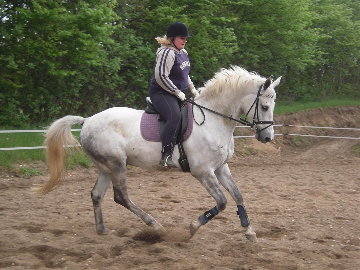 Dansk Varmblod Potano stenlykke billede 7