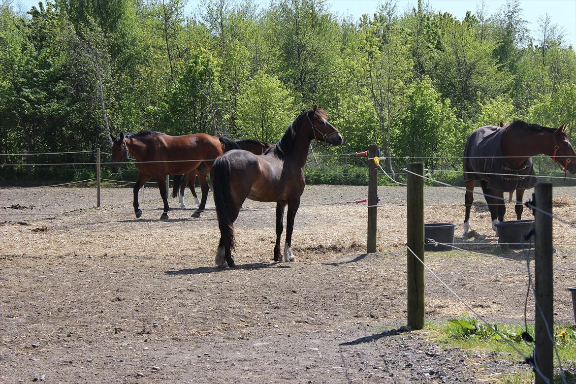 Welsh Cob (sec D) Menai Merci billede 16
