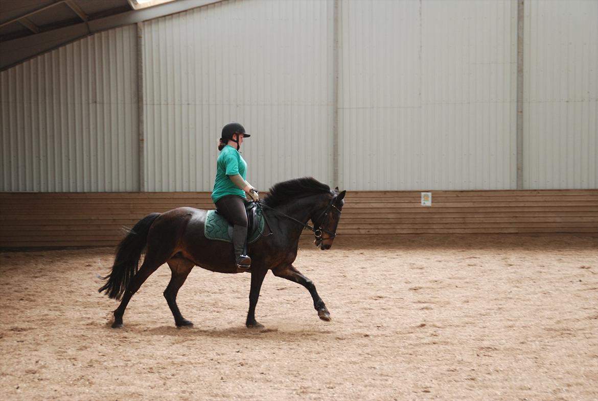 Anden særlig race Thyra - Lidt dressur på den gamle! :b billede 5
