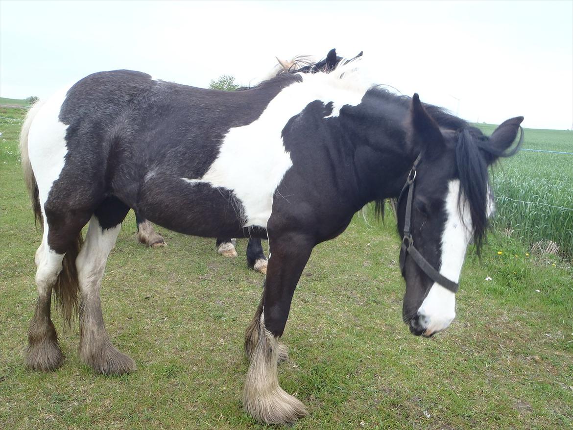 Irish Cob Isabella billede 2