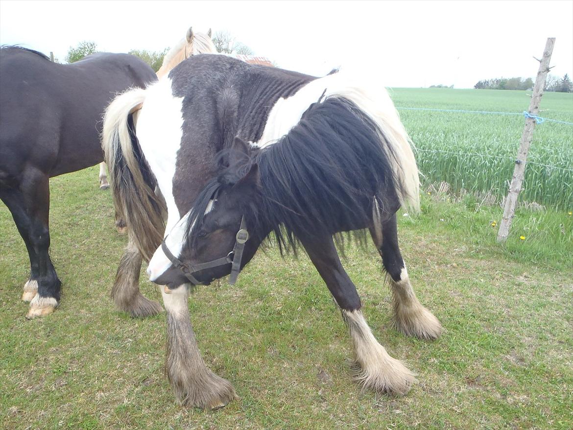 Irish Cob Isabella billede 3