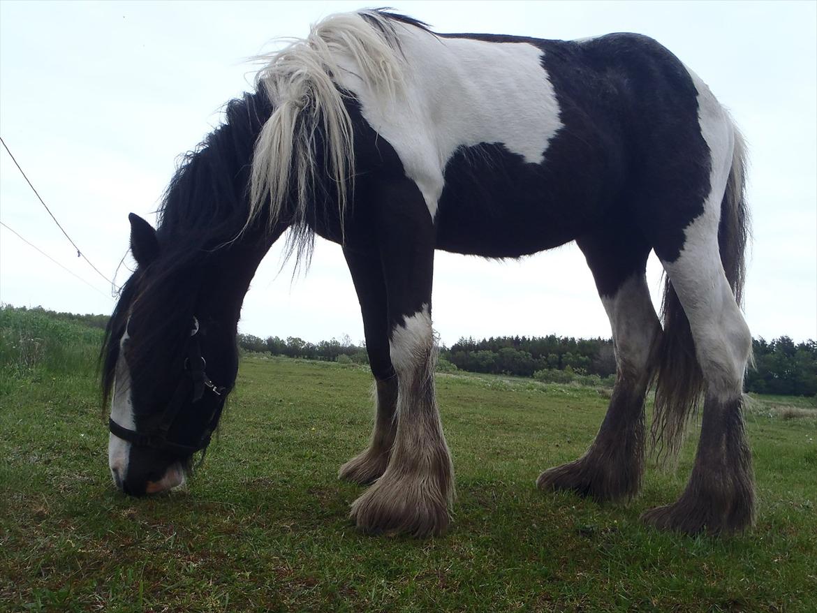 Irish Cob Isabella billede 4