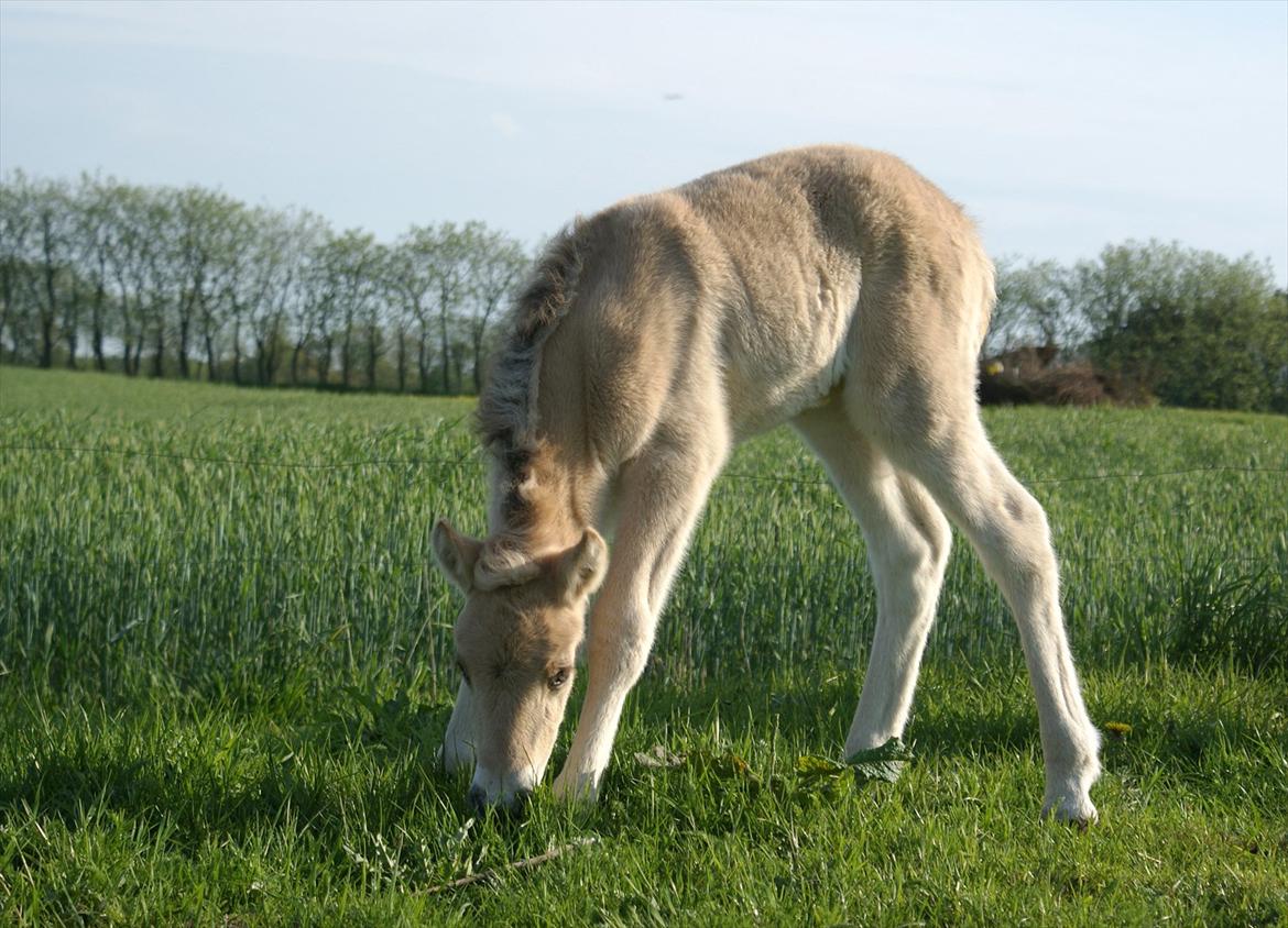 Fjordhest Klostermarkens Freja billede 7