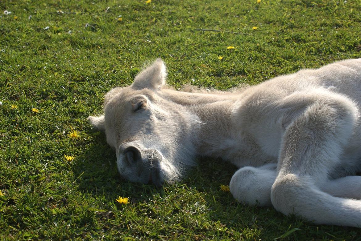 Fjordhest Klostermarkens Freja billede 11