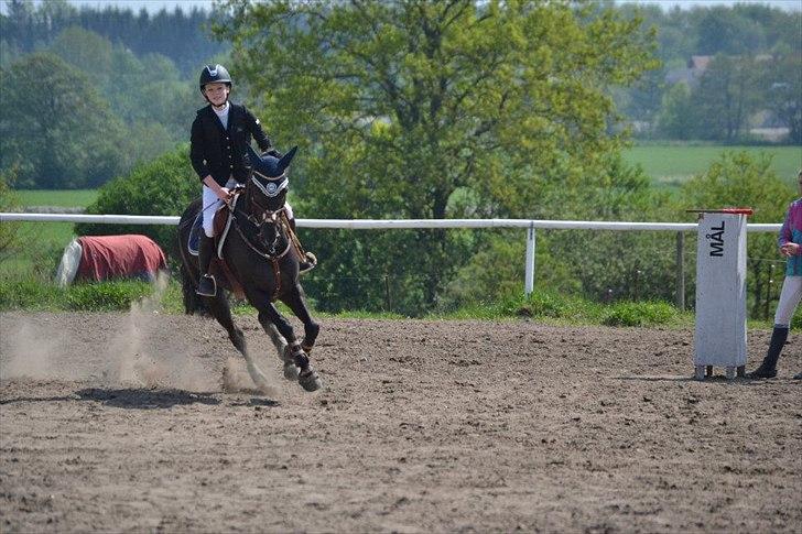 Irsk Sportspony Hirfynydd Nizefella - stævne billede 10